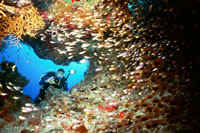 reefs-red sea wa.jpg (35750 bytes)