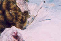 goby_shrimp2_thumb.jpg (25019 bytes)