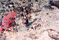 goby_shrimp4_thumb.jpg (40059 bytes)